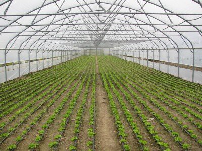 Anti Drip Greenhouse Film
